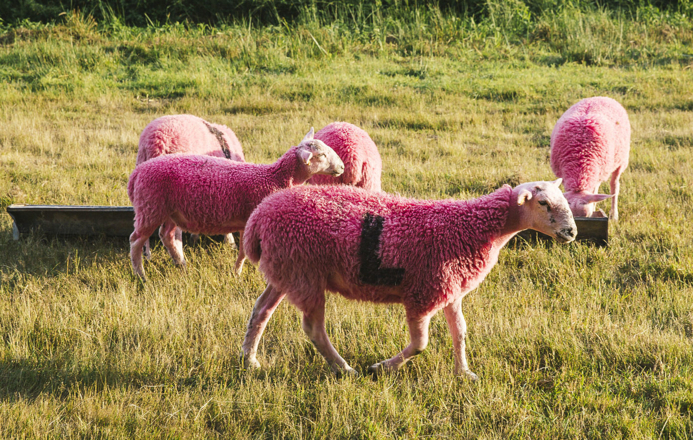 Petition launched to stop Latitude Festival from dyeing sheep pink